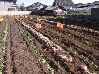 一大イベント！？お芋掘り！