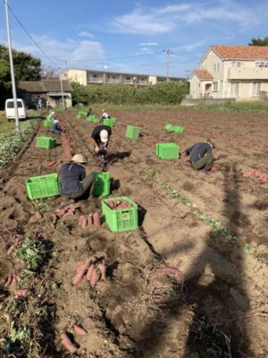 2022年ほしいも成長記録：ついに芋掘りが始まりました！