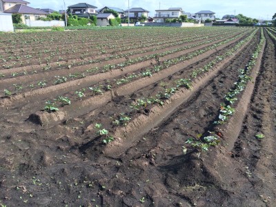 雑草との戦い