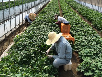 苗植えシーズン到来！