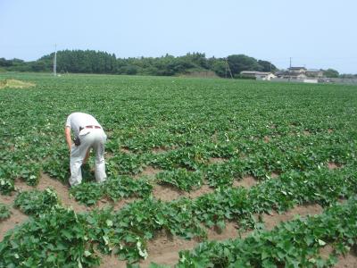 きめ細やかな手入れをしていきます