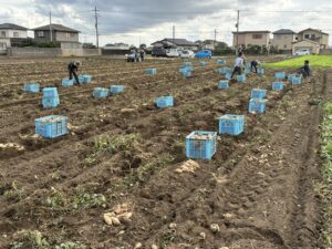 2023年度ほしいも成長記録「いずみのお芋の収穫が行われました！」