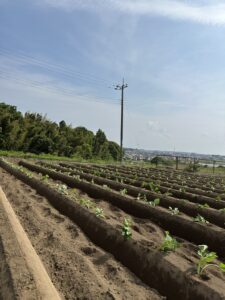 【2025年度さつまいも成長記録】『苗植え』の作業が行われました🌱