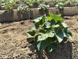 【2025年度さつまいも成長記録】≪玉豊≫ぐんぐん成長中！🌱