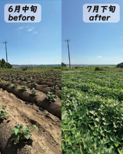【2025年度さつまいも成長記録】≪玉豊≫約1ヶ月でこんなに大きくなりました！💪🌱