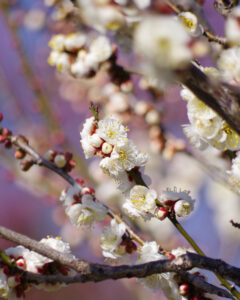 【水戸市イベント】第130回水戸の梅まつりが開催されています🌸