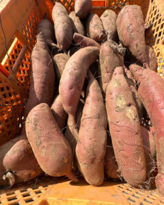 【2026年度さつまいも成長記録】ついに今年も『芋伏せ』が始まりました🌸