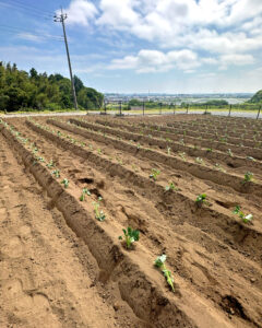 【2026年度さつまいも成長記録🍠】切った苗を植える『苗植え』が行われております🌱