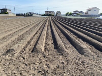 2023年度ほしいも成長記録「苗植えが始まりました！！」