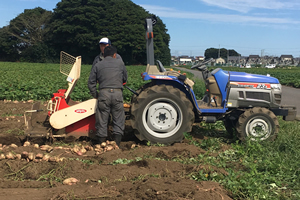 Sweet Potato Cultivation and Harvest