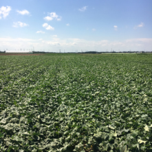 Own sweet potato farm